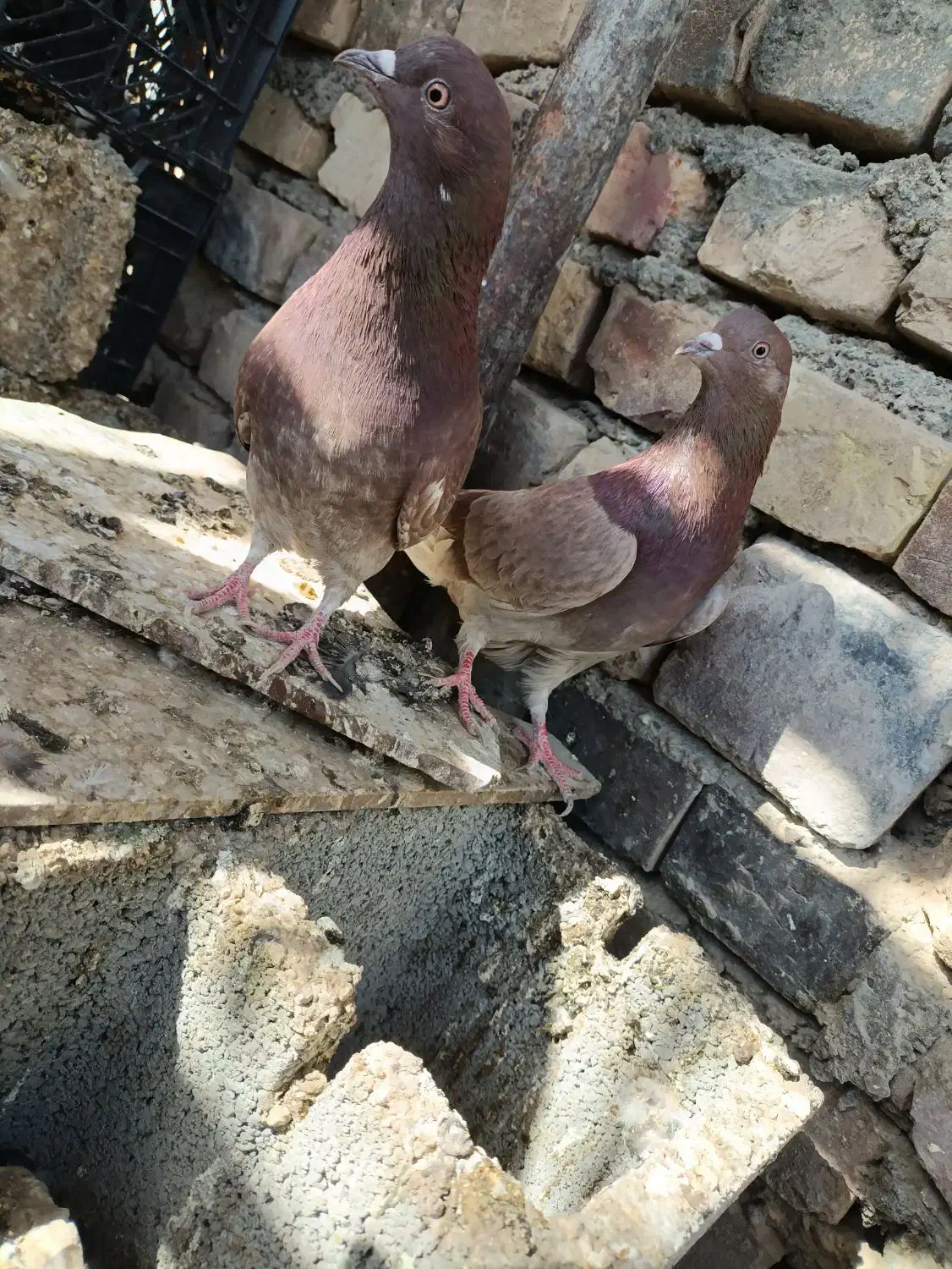 کفتر تهرانی|پرنده|ایرانشهر, |دیوار