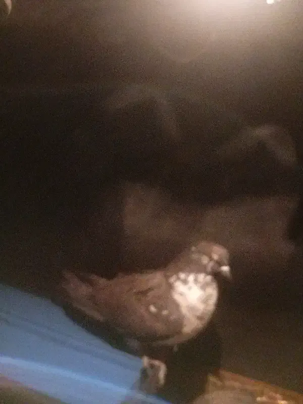 کبوتر شکار|پرنده|یزد, |دیوار