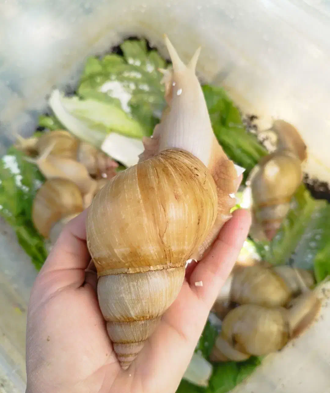 پرورش حلزون طبی و...کاردرمنزل درآمد بالا ۲۰ میلیون|استخدام صنعتی، فنی، مهندسی|کاشان, عربها|دیوار