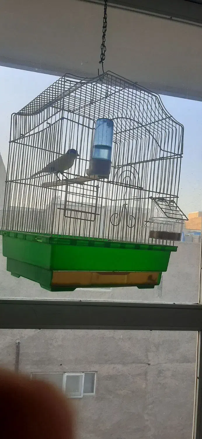 قناری نر جوان و قرص بخوان|پرنده|قزوین, |دیوار