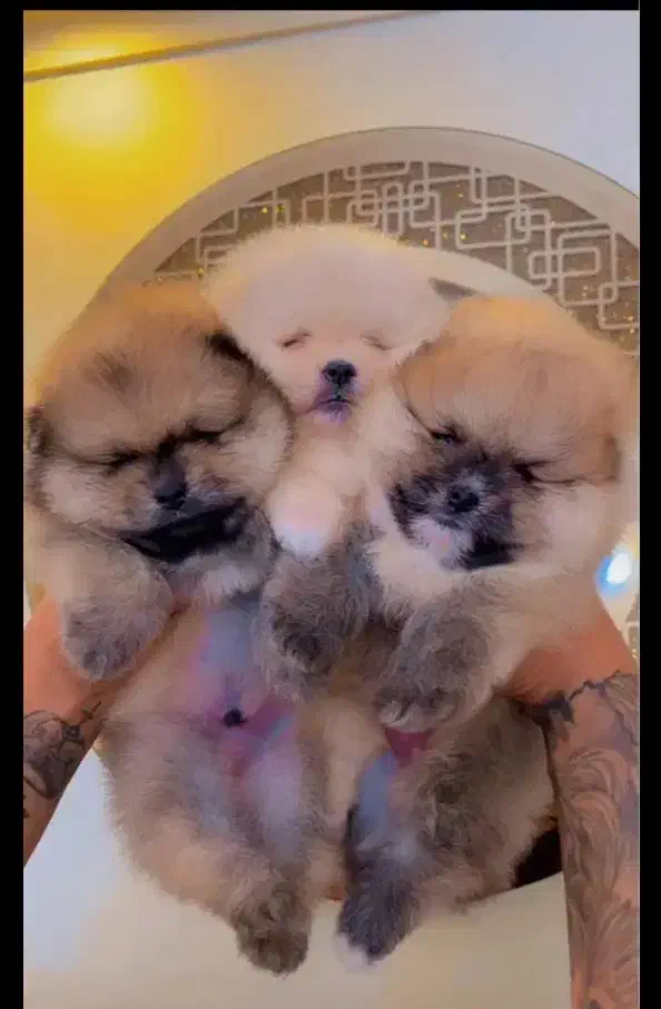 توله 65روزه پامرانین اصل عکس گویایه همه چی هست|سگ|مشهد, وکیلآباد|دیوار