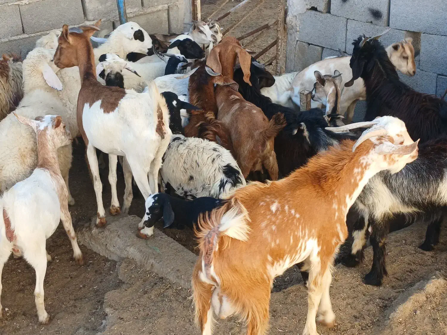 کهره گیسه بز خود بندرعباس با قصابی رایگان|حیوانات مزرعه|بندرعباس, |دیوار