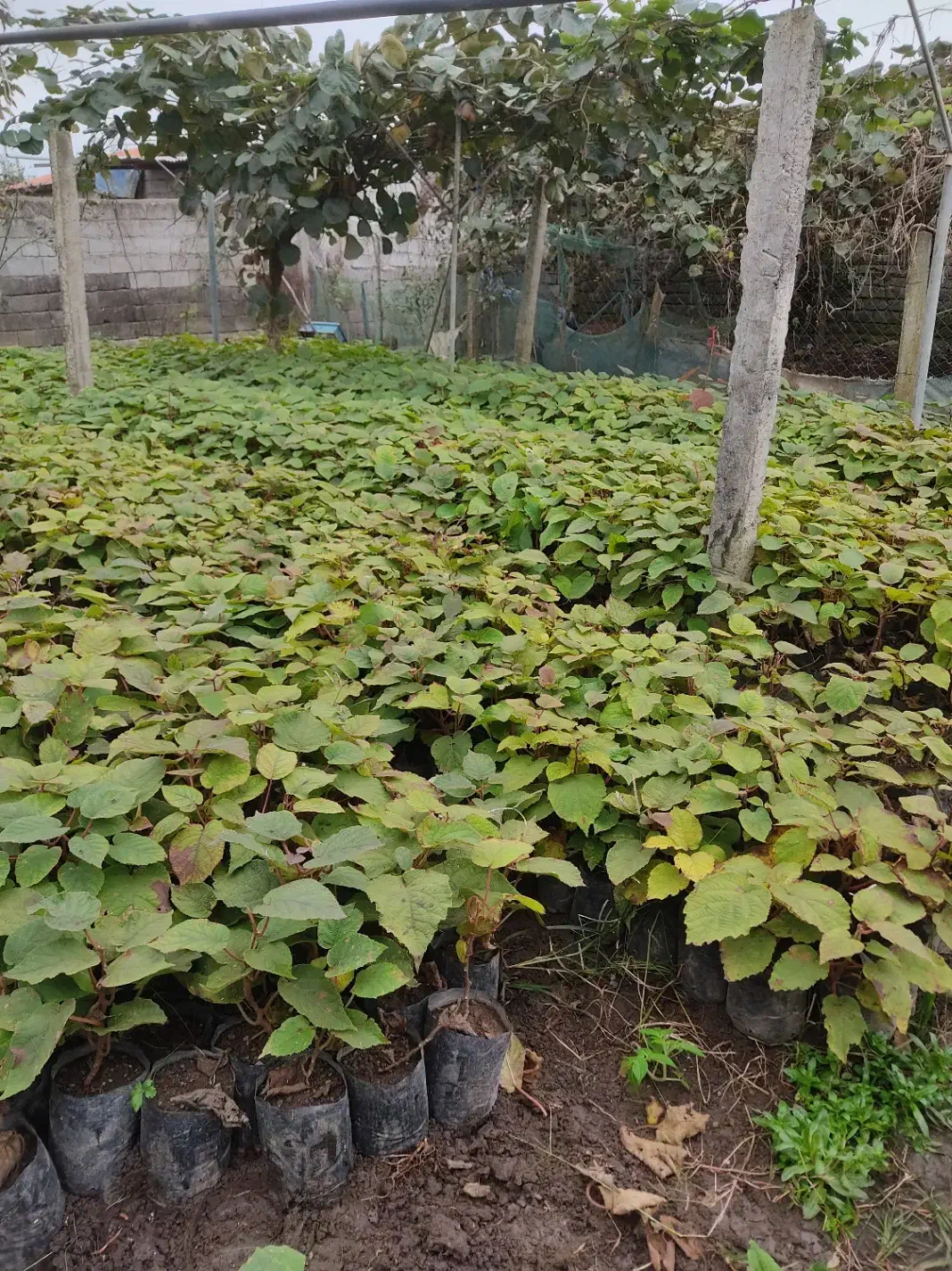 نهال کیوی هایوارد طلایی|گل و گیاه طبیعی|لیسار, |دیوار