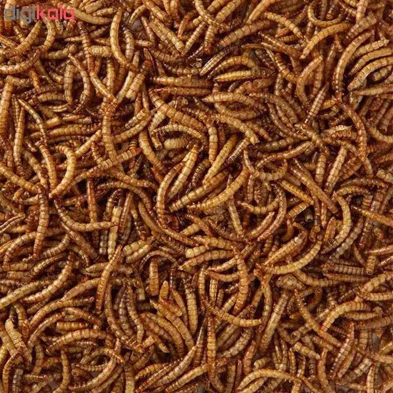 کرم میلورم|خزنده|مشهد, شهرک رازی (شهرک غرب)|دیوار