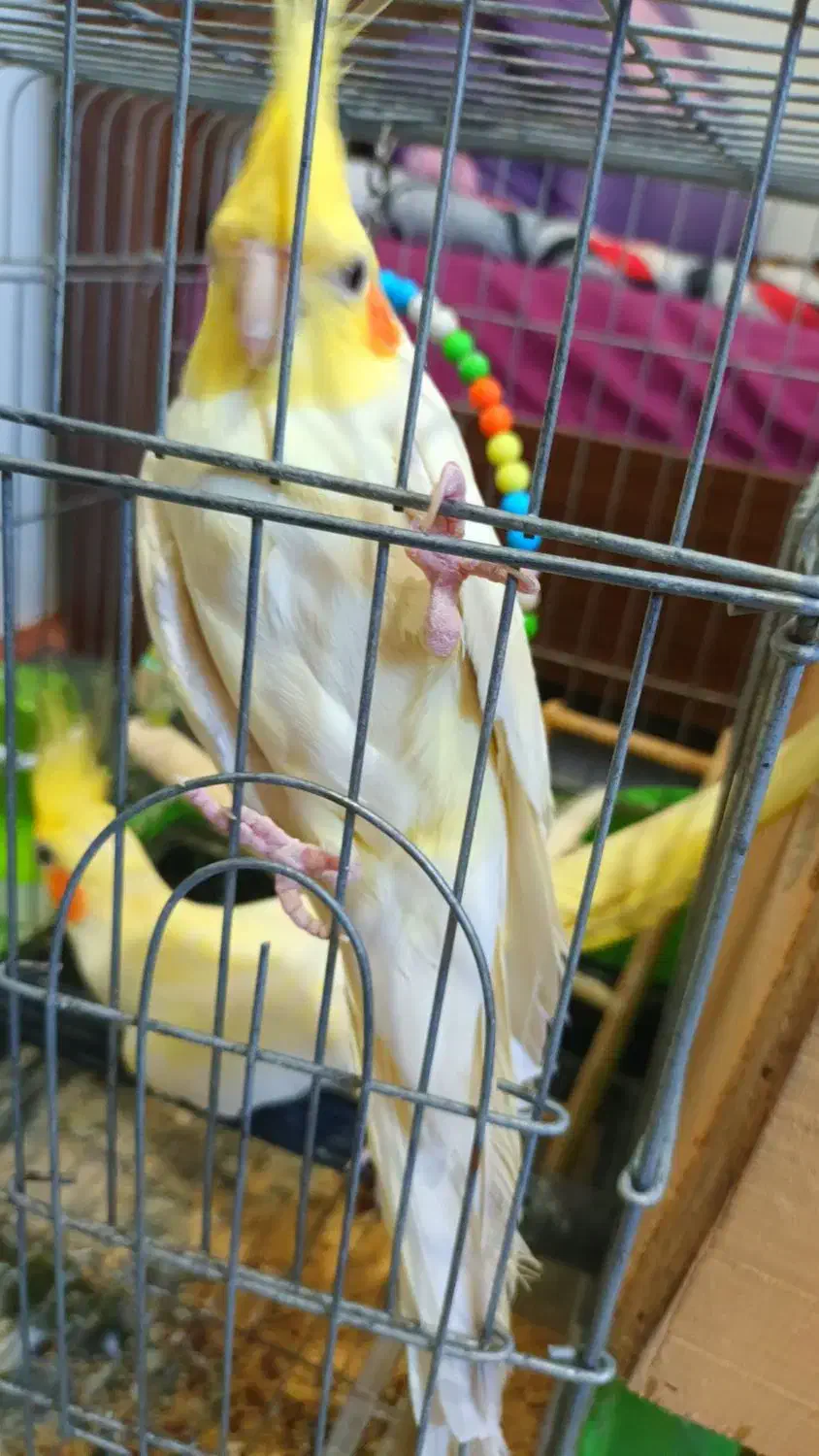 عروس هلندی لوتینو تخم گذار|پرنده|قائم‌شهر, |دیوار