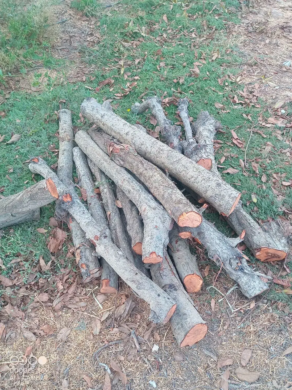 ۴۰ تن چوب خشک درخت آلو|خدمات باغبانی و درختکاری|چهاردانگه (تهران), |دیوار