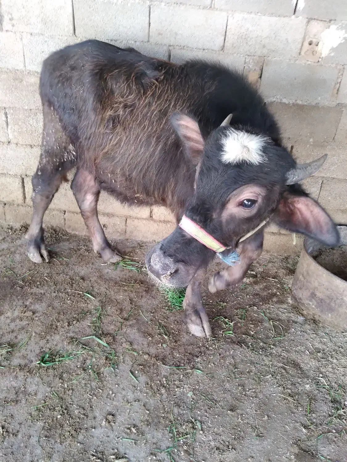 گاومیش ماده|حیوانات|اهواز, دغاغله|دیوار