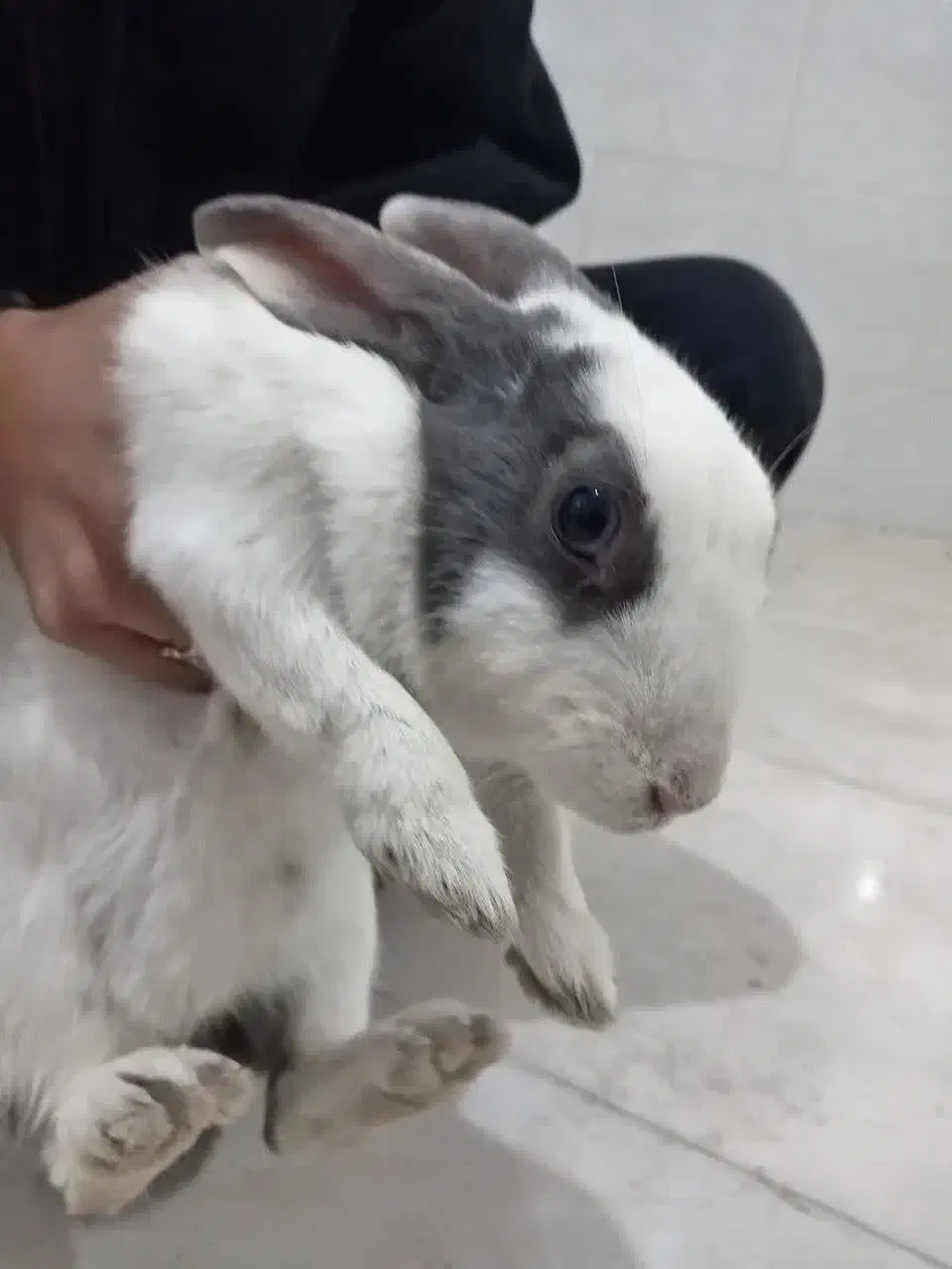 خرگوش|موش و خرگوش|قم, ولیعصر|دیوار