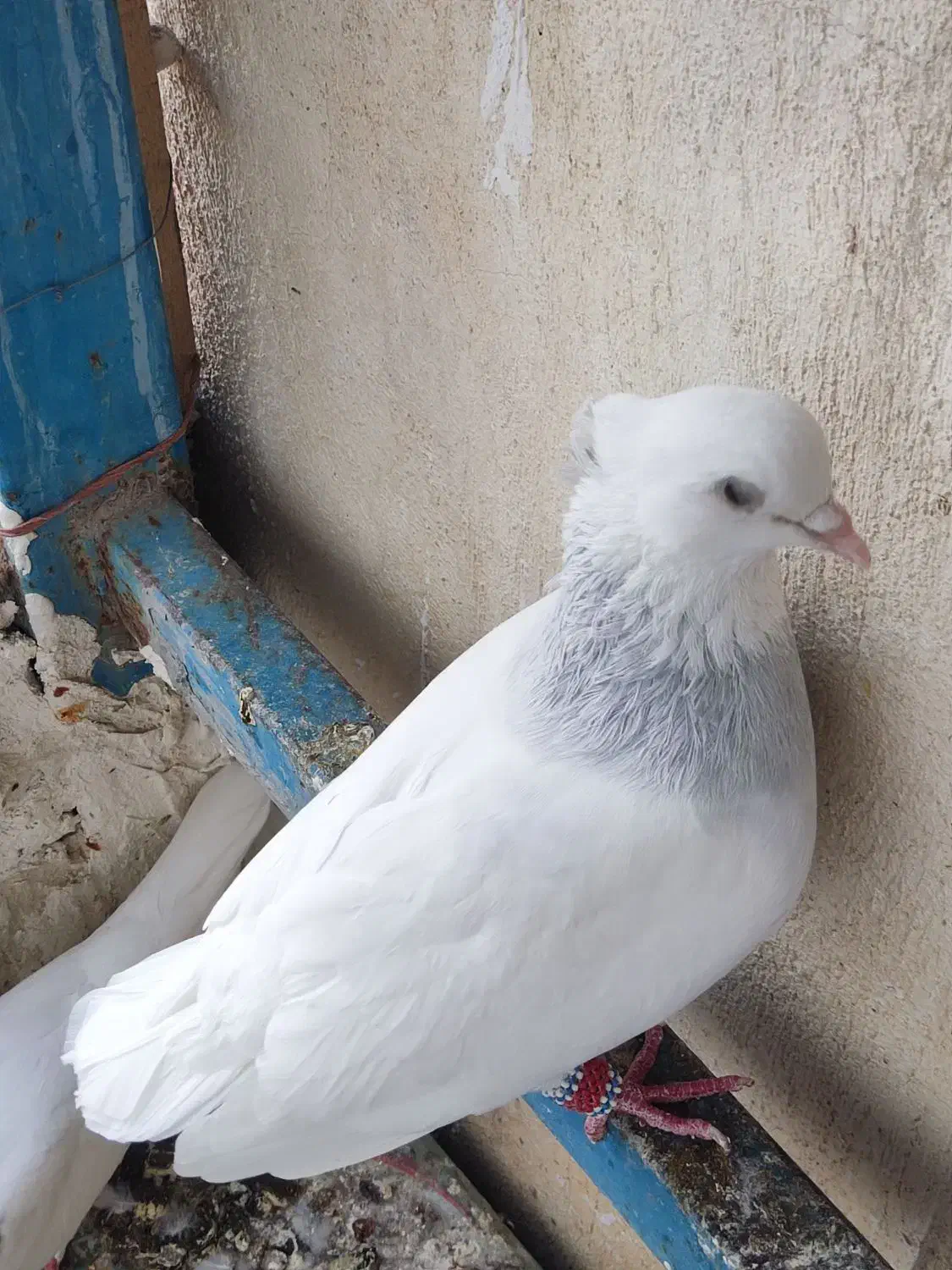 طوق آبی|پرنده|کوه چنار, |دیوار