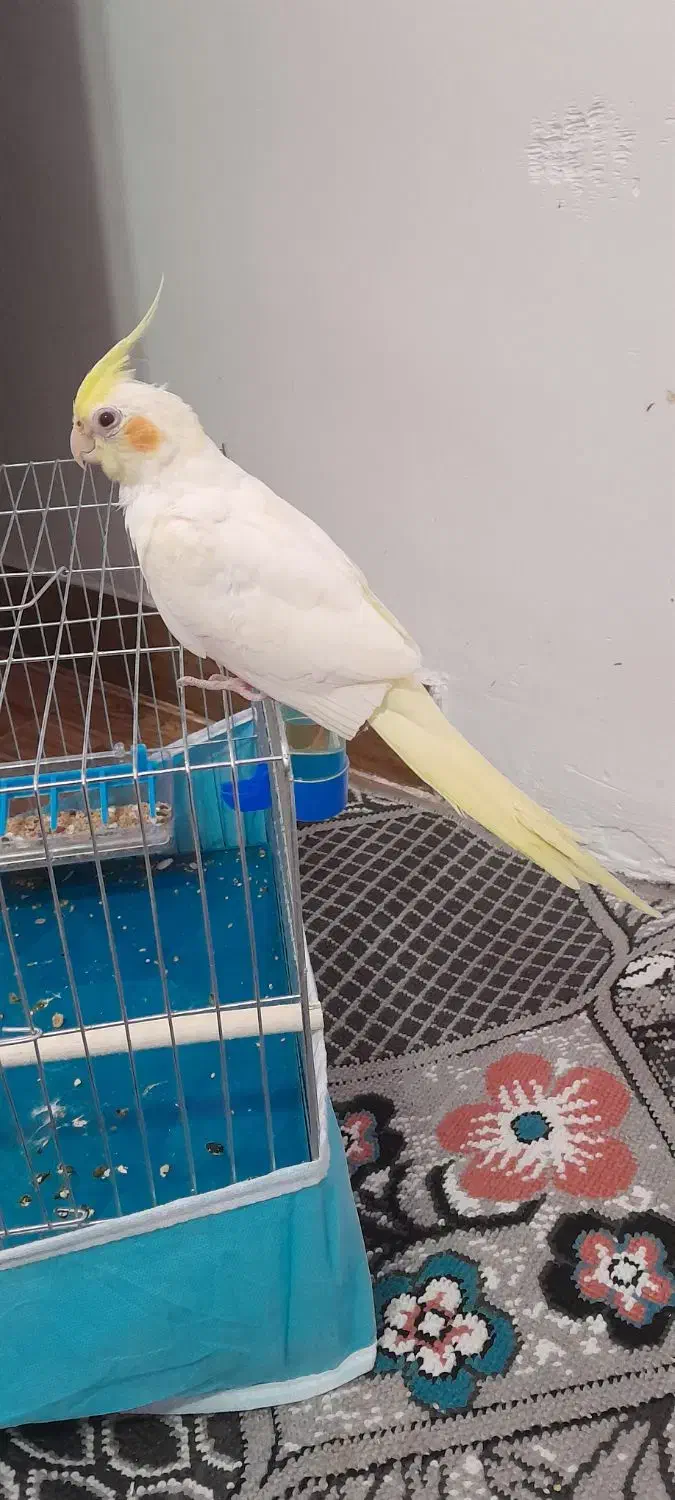 طوطی عروس لوتینو دستی|پرنده|فومن, |دیوار