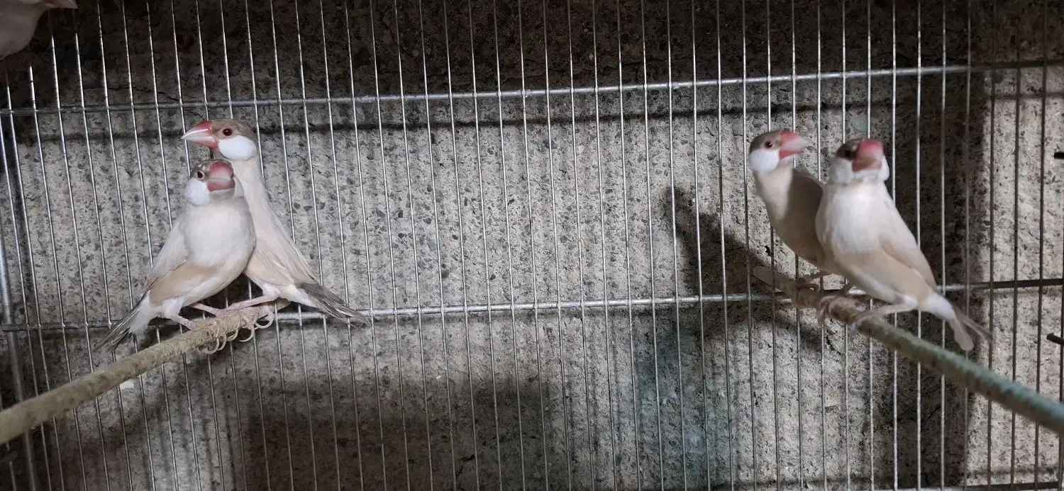 فنچ نرگسی|پرنده|شهریار, کرد امیر|دیوار