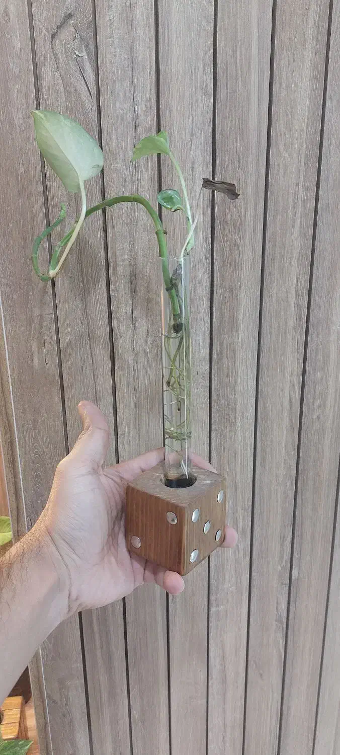 گلدان شیشه|گل و گیاه طبیعی|مشهد, چهارچشمه|دیوار