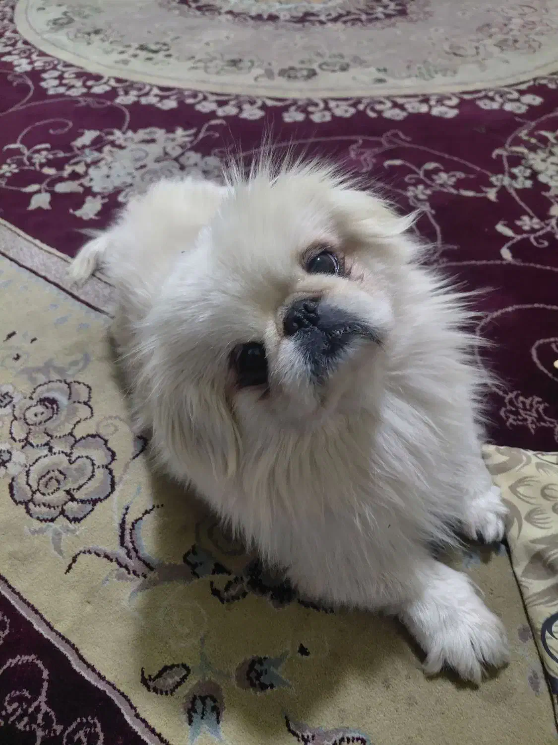 پیکینز|سگ|پاکدشت, پاکدشت (مامازند)|دیوار