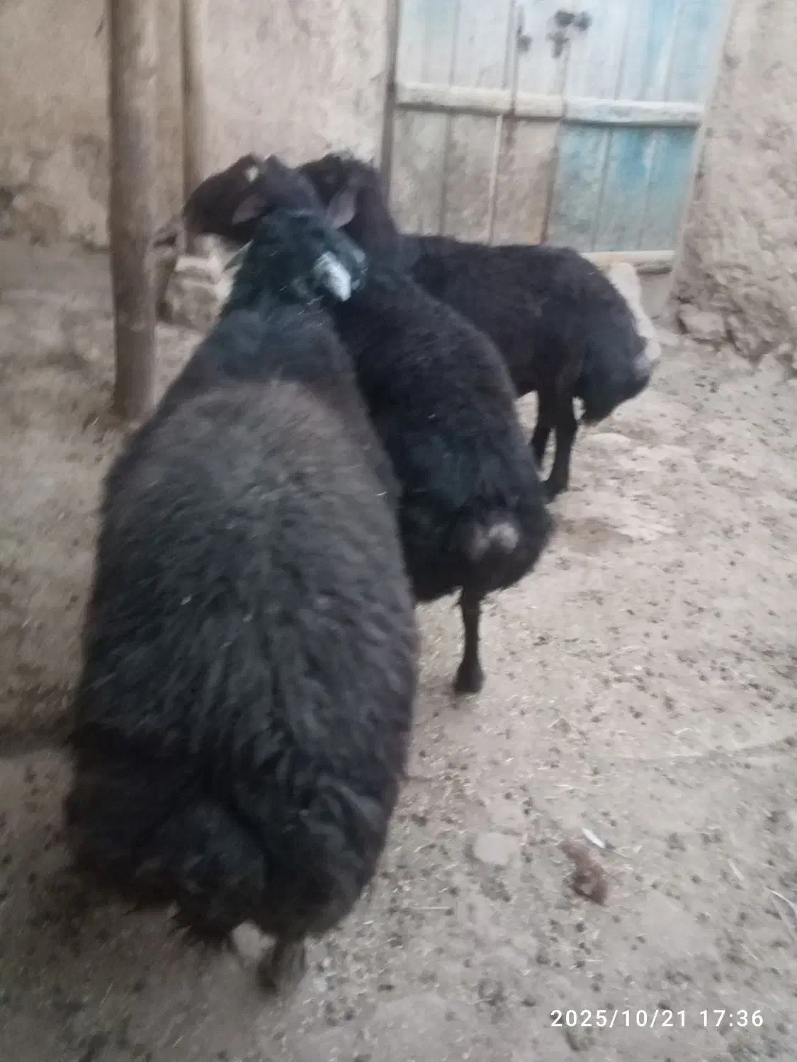 سه راس  گوسفند نرجوان خوش رنگ|حیوانات مزرعه|موچش, |دیوار