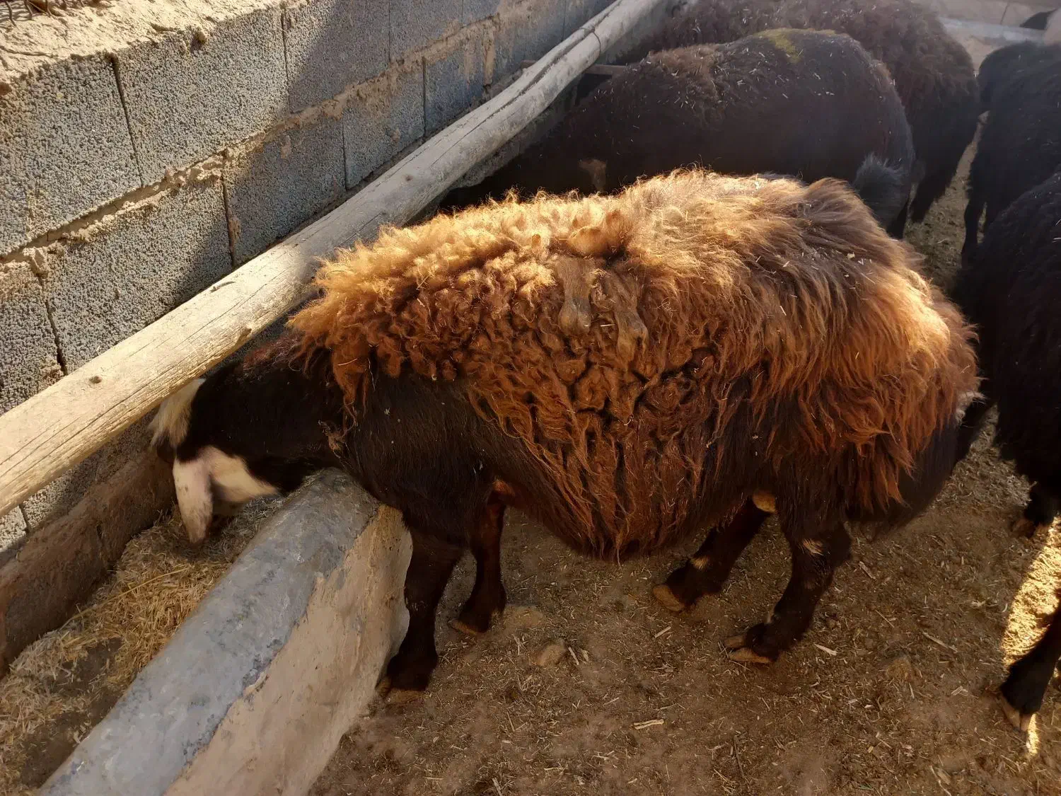 بره قوچ افشار سر سفید|حیوانات مزرعه|ساروق, |دیوار