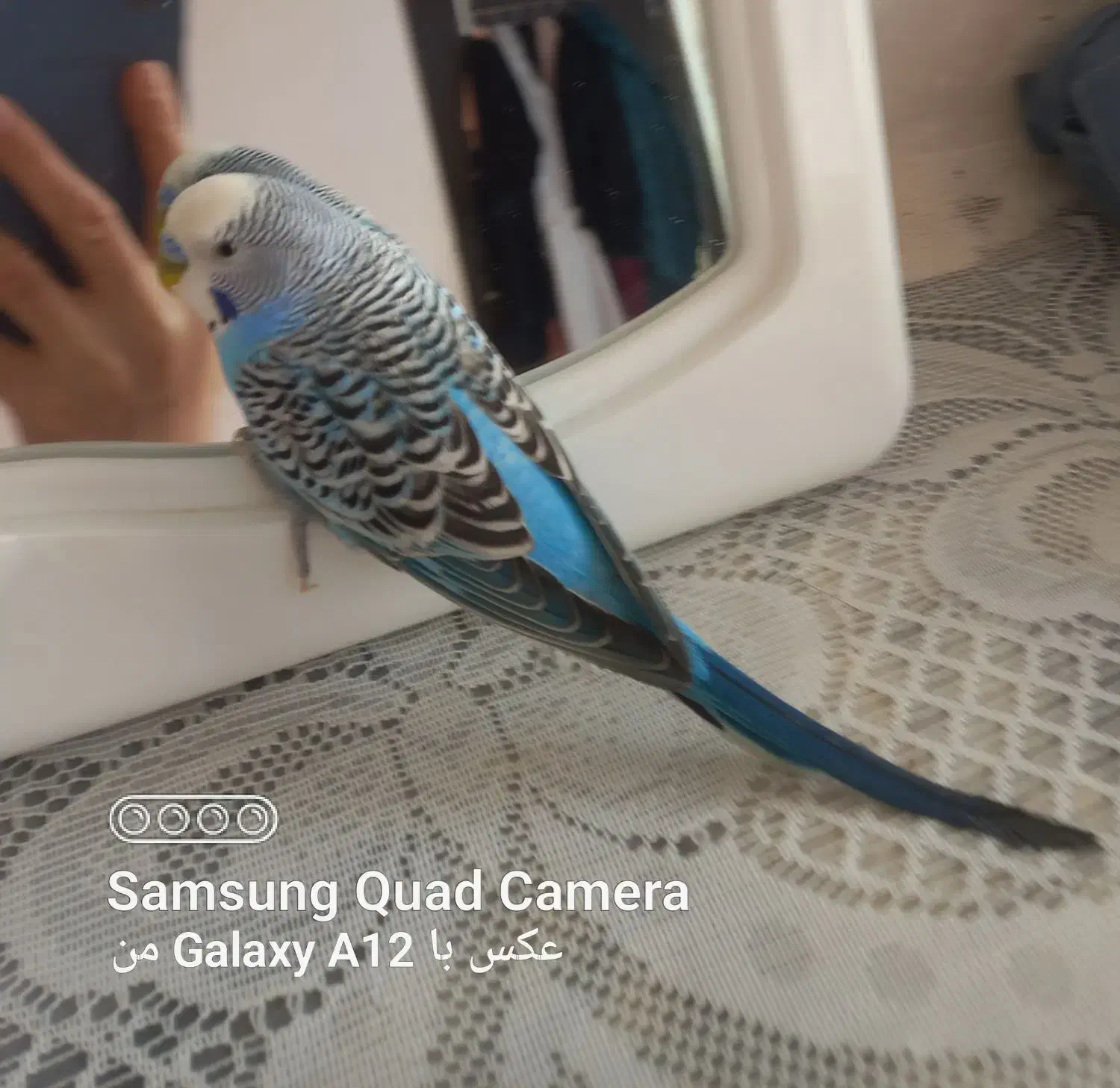 مرغ عشق|پرنده|شاهرود, |دیوار