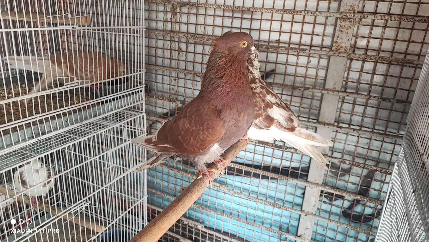 گمشده|حیوانات|بندرعباس, |دیوار