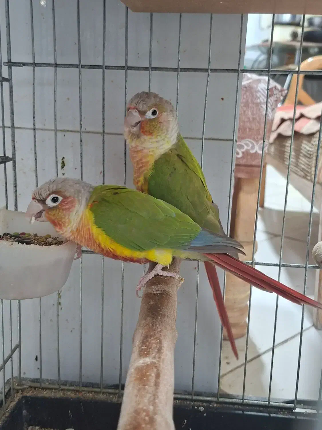 گیرینچیک جفت|پرنده|فشم, |دیوار