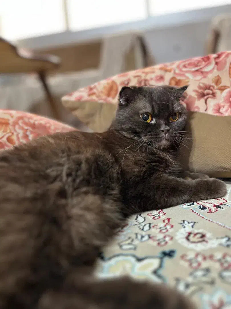 اسکاتیش|گربه|کرمانشاه, |دیوار