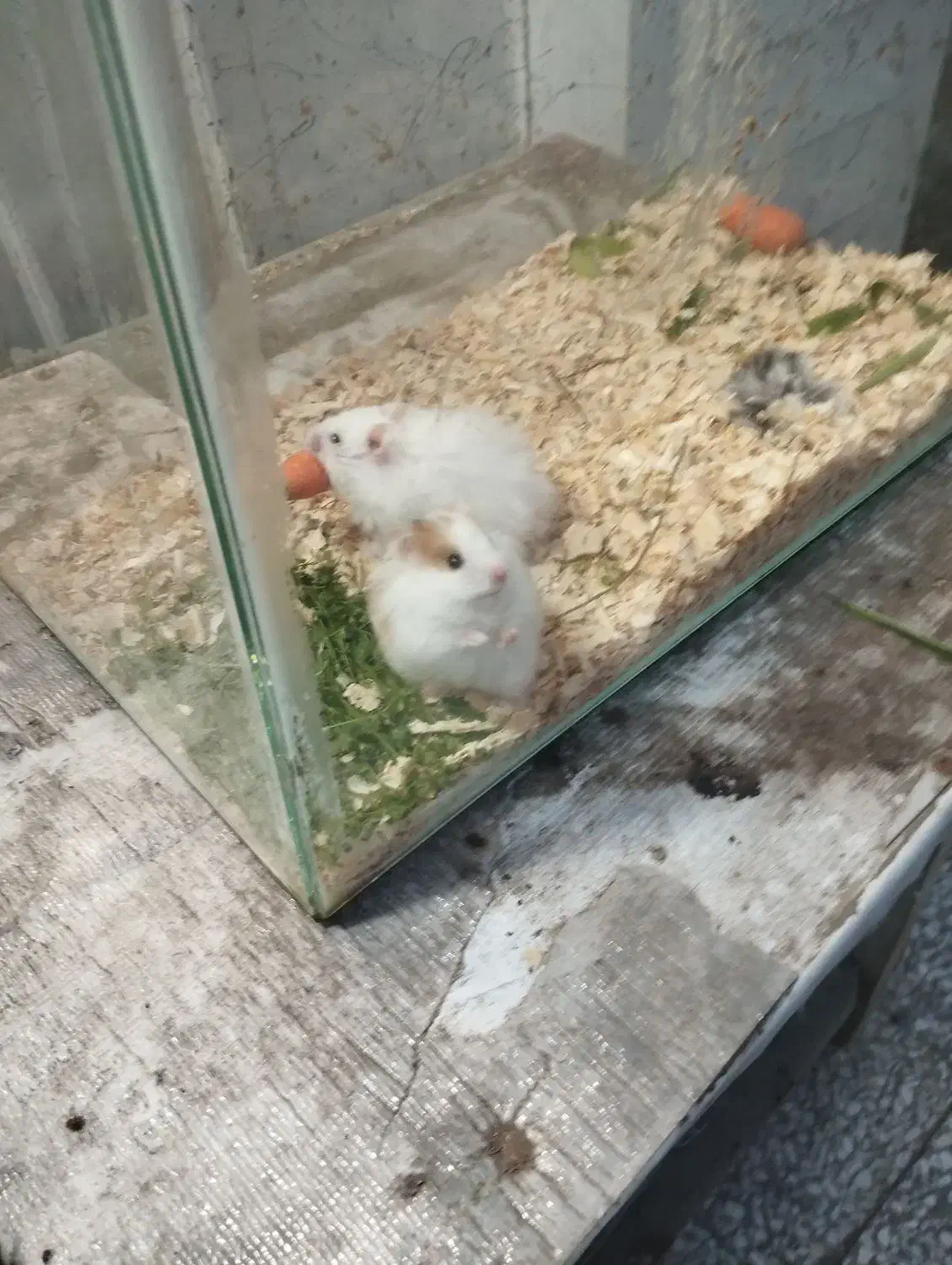 همستر|موش و خرگوش|آستانه اشرفیه, |دیوار