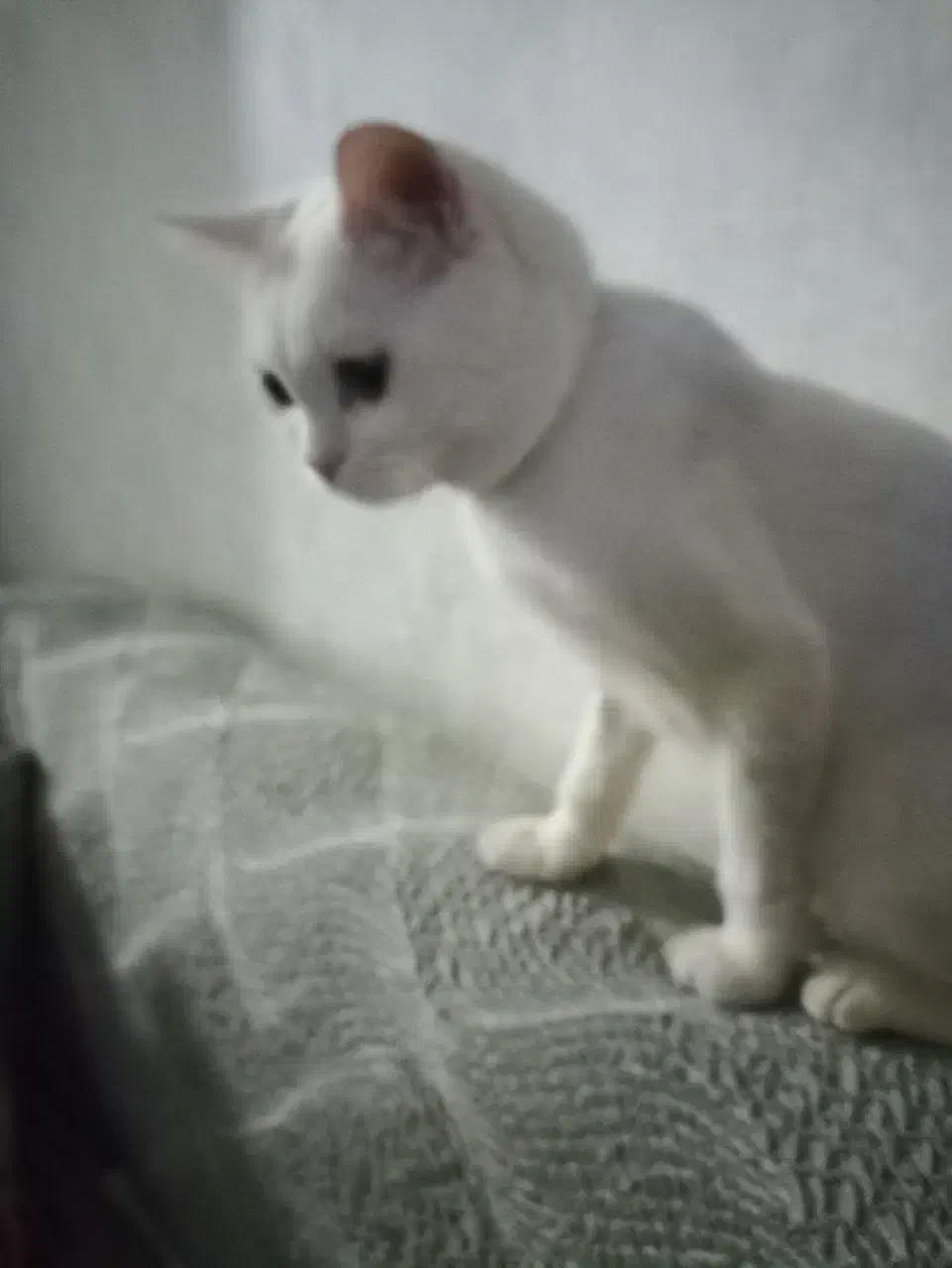 گربه بریتیش|گربه|مشهد, کشف|دیوار