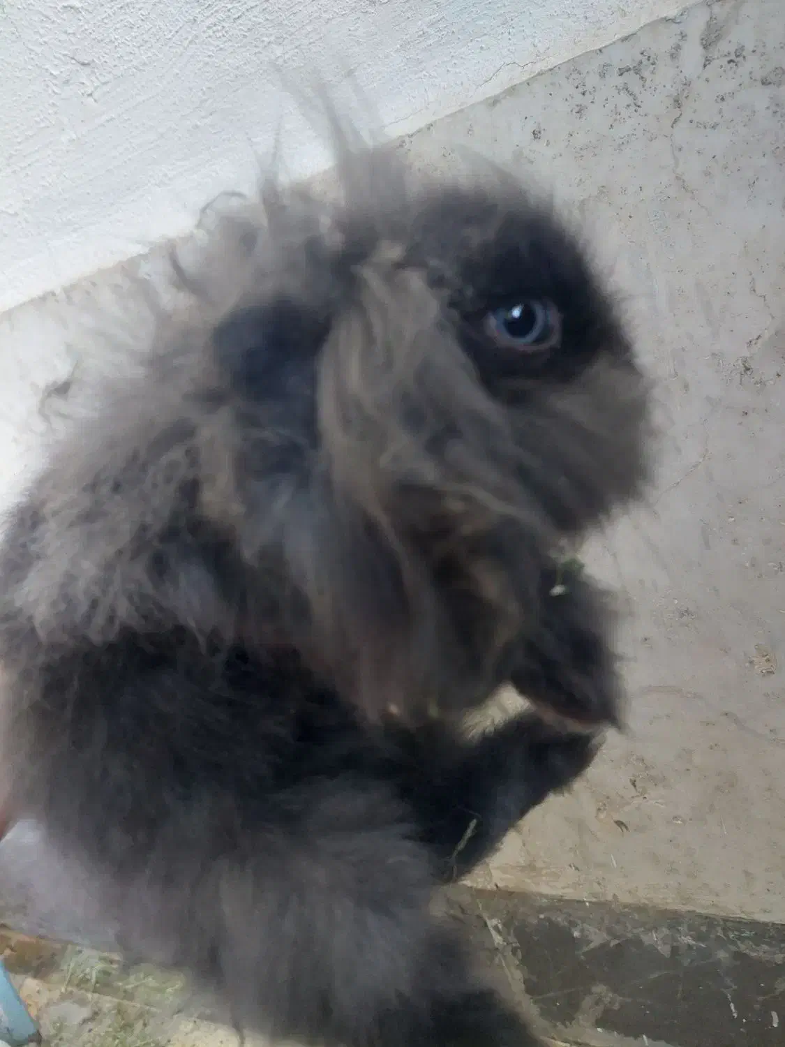 خرگوش لوپ چشم آبی اصیل|موش و خرگوش|قم, لسانی|دیوار