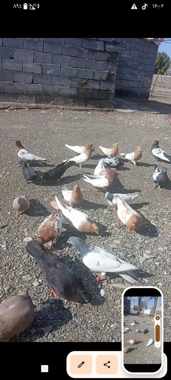 کبوتر|پرنده|کهنوج, |دیوار