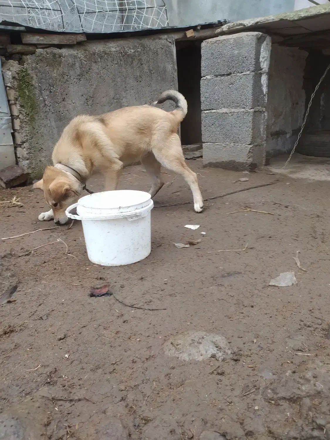 سگ نگهبان|سگ|رشت, لاکان شهر|دیوار