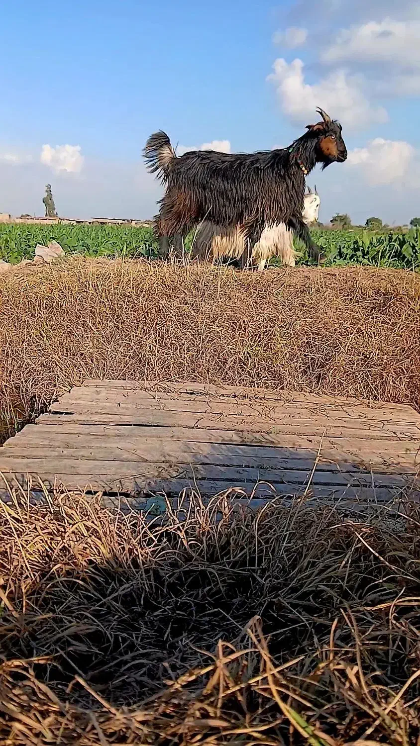 بیگ بزغاله|حیوانات مزرعه|دزفول, |دیوار