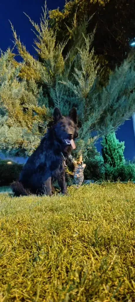 واگذاری رایگان|سگ|آباده, |دیوار