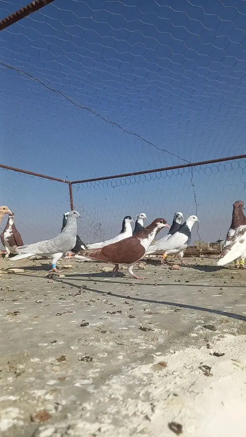 حیوان کبوتر کفتر پرنده|پرنده|شال, |دیوار