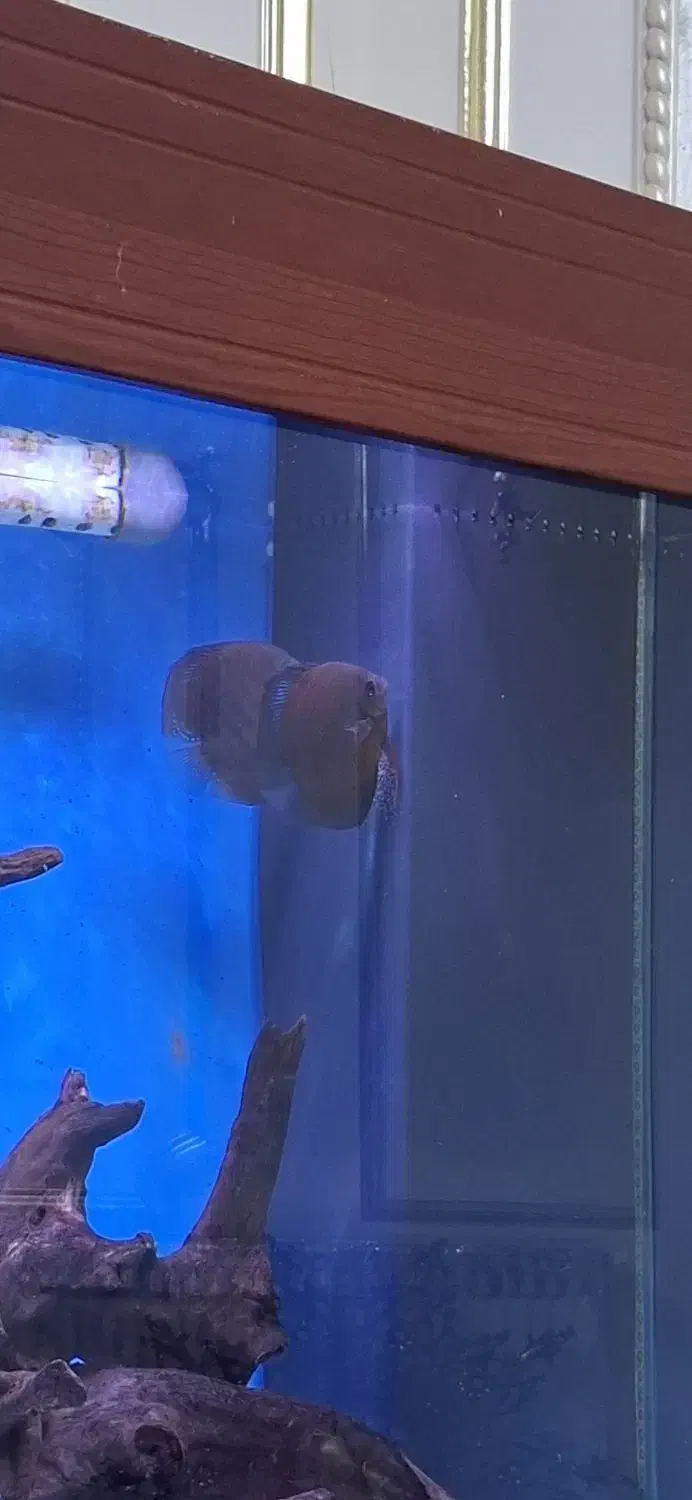 ماهی دیسکس جفت|ماهی|اردبیل, |دیوار