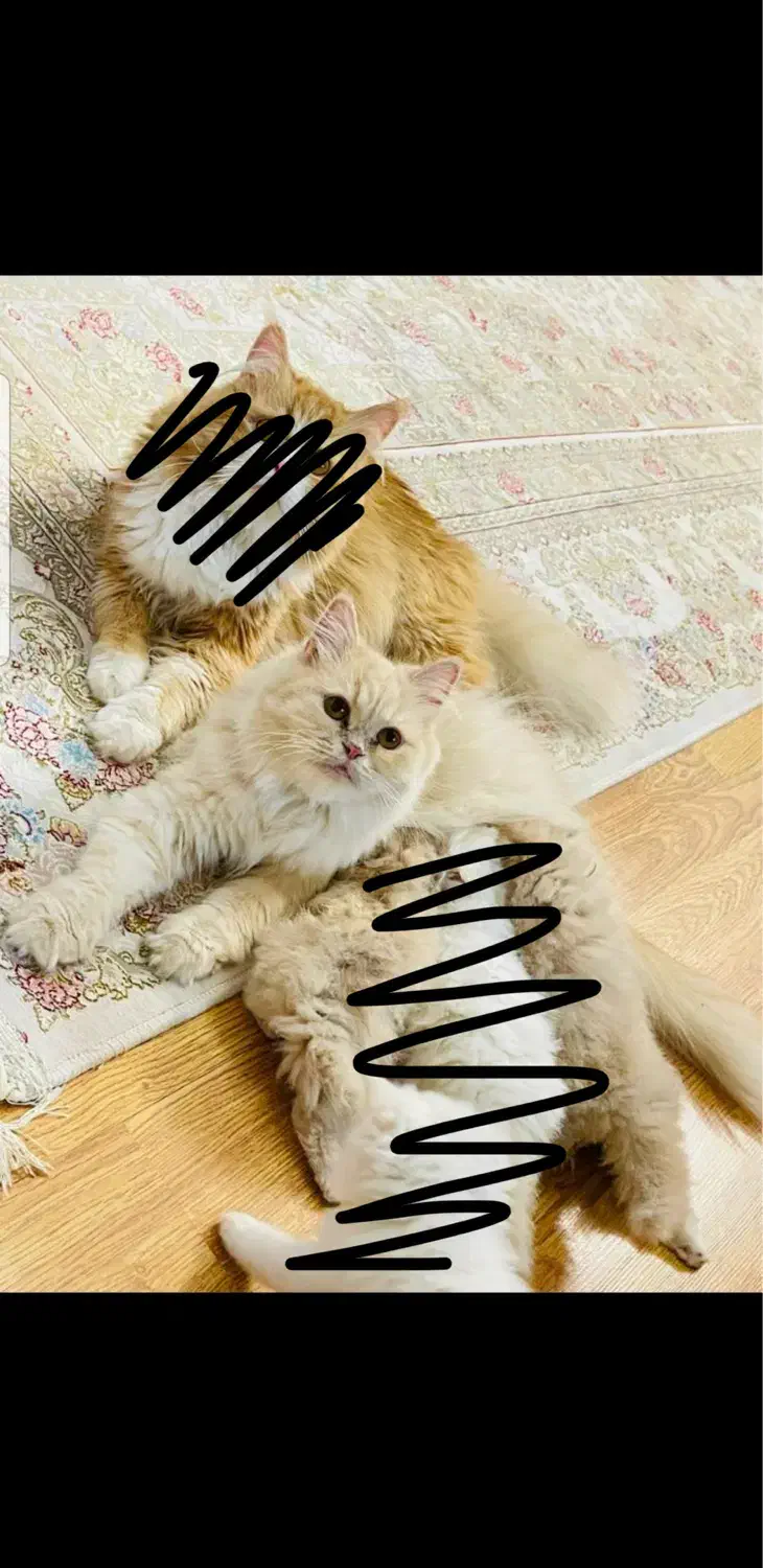 گربه پرشین|گربه|زاهدان, |دیوار