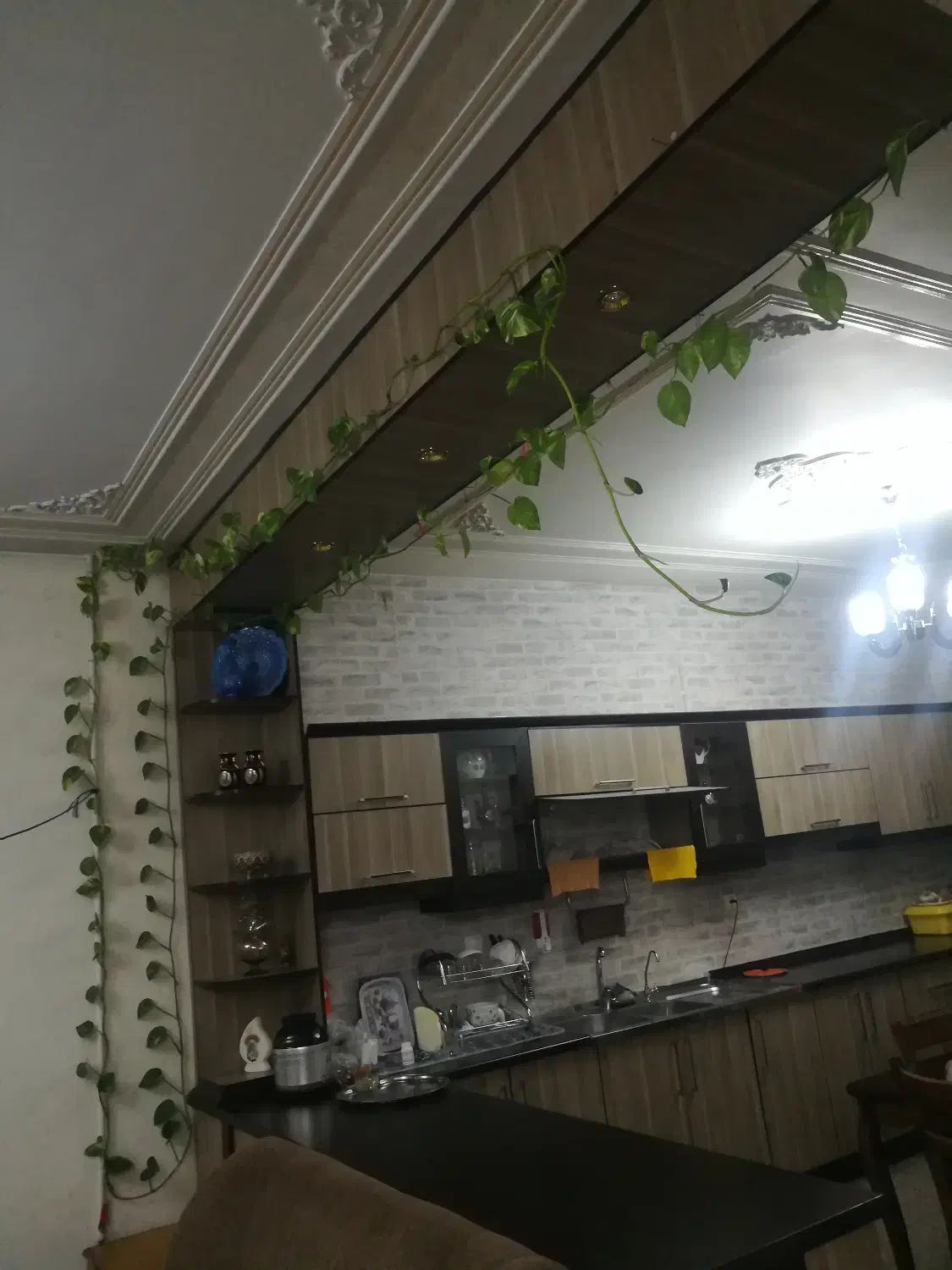 پتوس|گل و گیاه طبیعی|شاهینشهر, مسکن مهر|دیوار