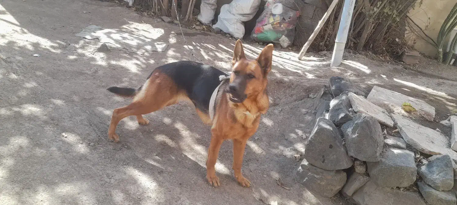 سگ ژرمن ۲ ساله|سگ|اردبیل, |دیوار