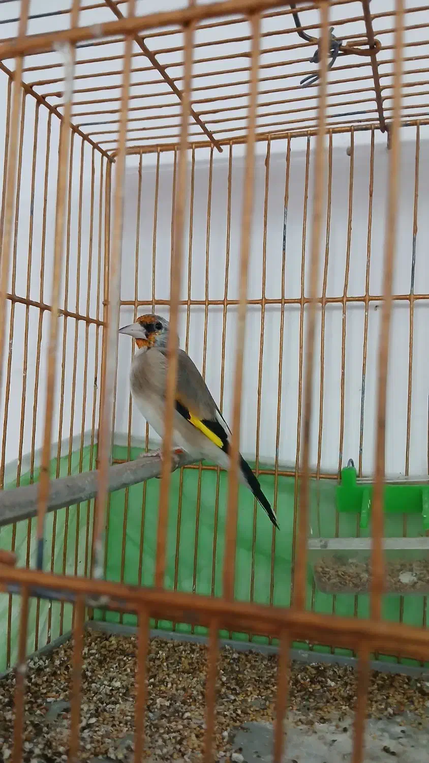 سقا|پرنده|کرمان, |دیوار