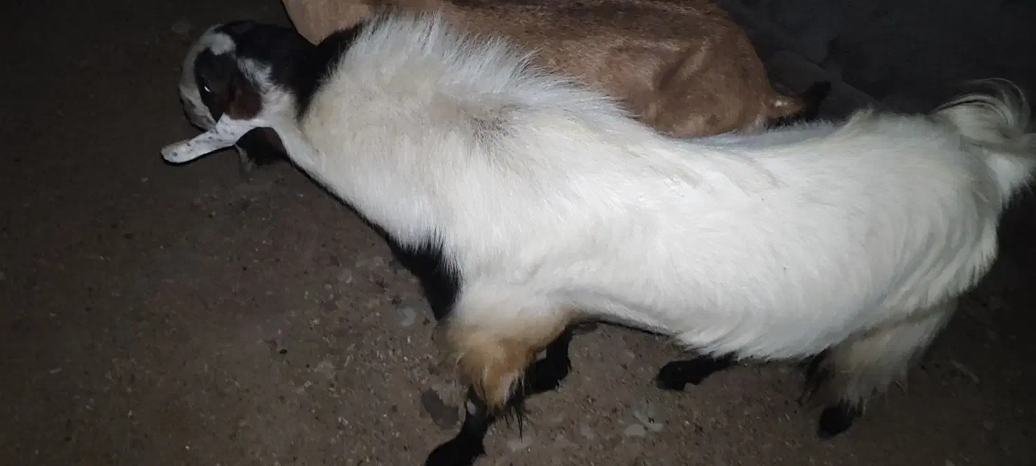 نری رودان|حیوانات مزرعه|رودان, |دیوار