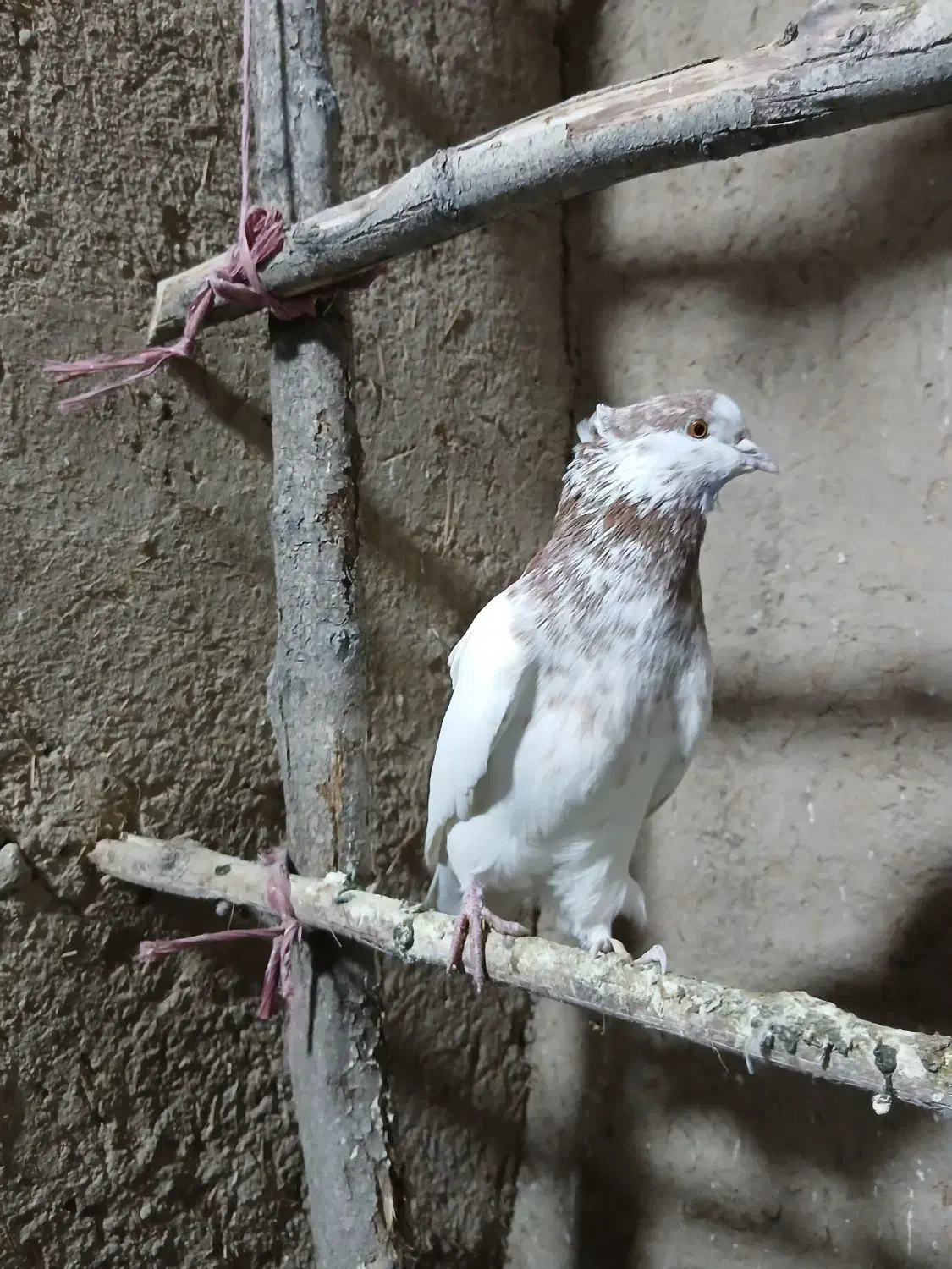 گرگانی و تهرانی سر و کله دار|پرنده|اردبیل, |دیوار