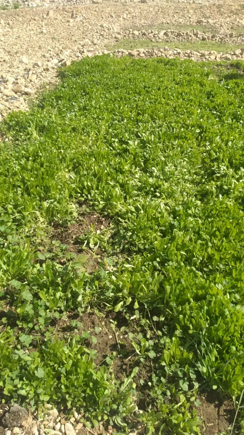 فروش بذر کاهو|گل و گیاه طبیعی|دوگنبدان, |دیوار