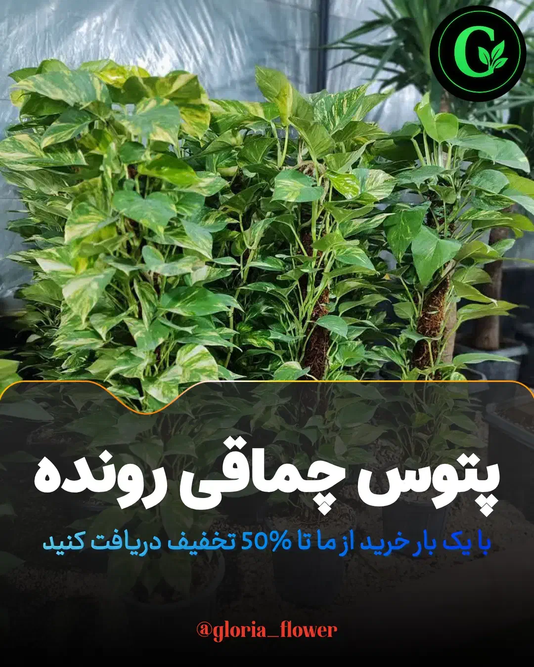 پتوس چماقی فوقالعاده باکفیت بهترینها در گلوریا|گل و گیاه طبیعی|قم, پردیسان|دیوار