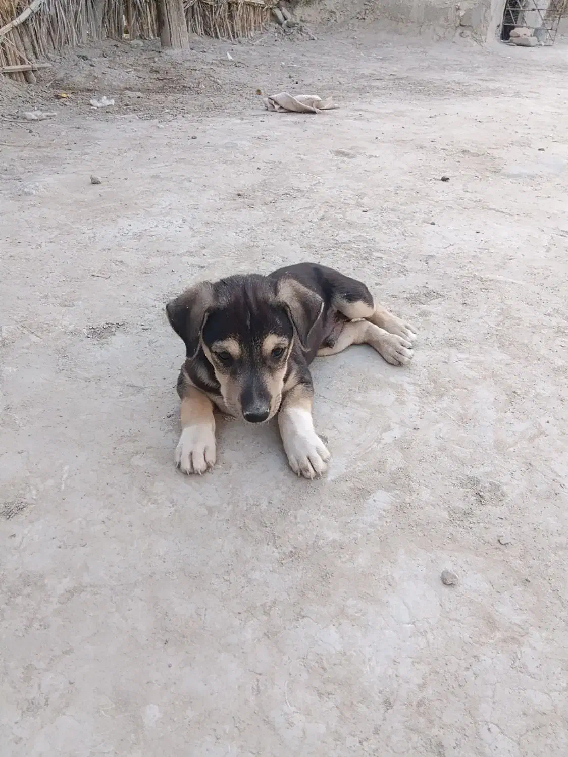 سلام علیک فروش ۲سگ پاکوتاه نر درساربوک|سگ|ساربوک, |دیوار