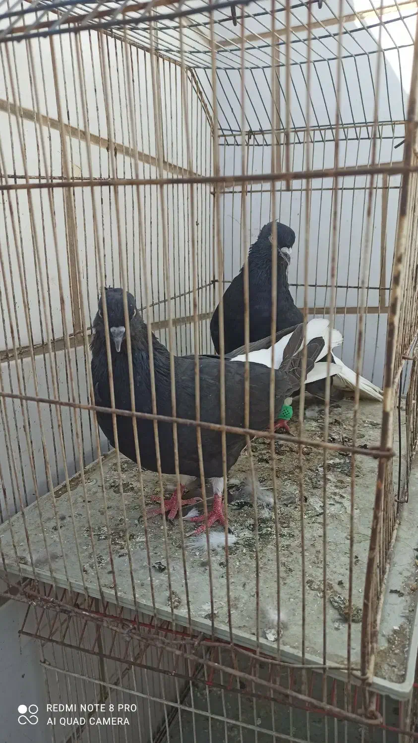 اشعل دم سفید و سیاه آبادانی و سینه ایی و طوقی۷رنگ|پرنده|خرمشهر, |دیوار