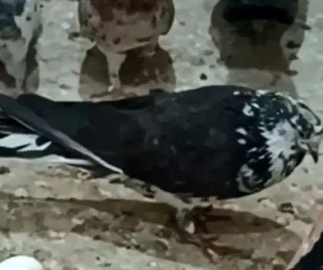 کفتر تهرانی|پرنده|کرج, حصارک پایین|دیوار