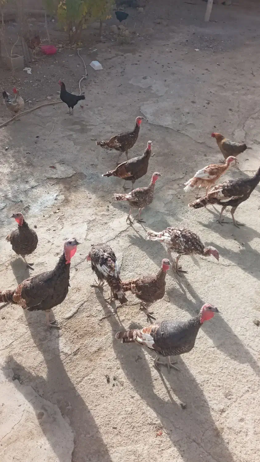 بوقلمون محلی|حیوانات مزرعه|دینور, |دیوار