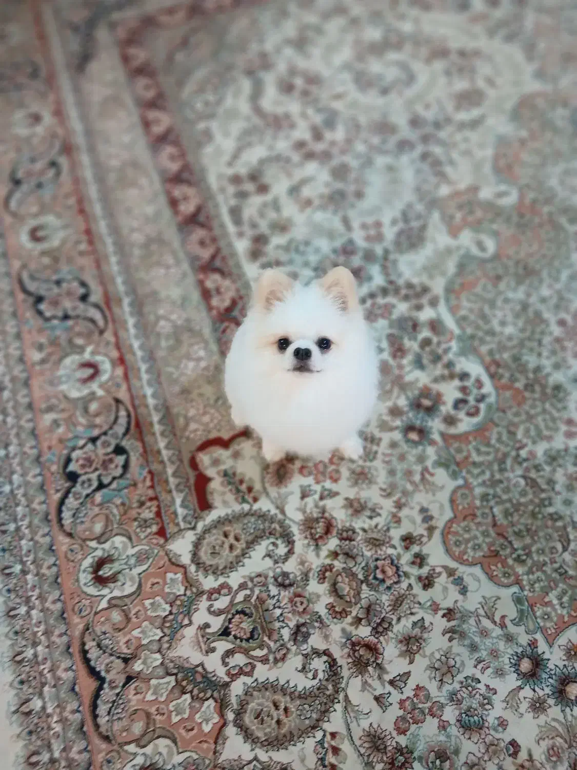 پامر خرسی نر|سگ|ساری, |دیوار