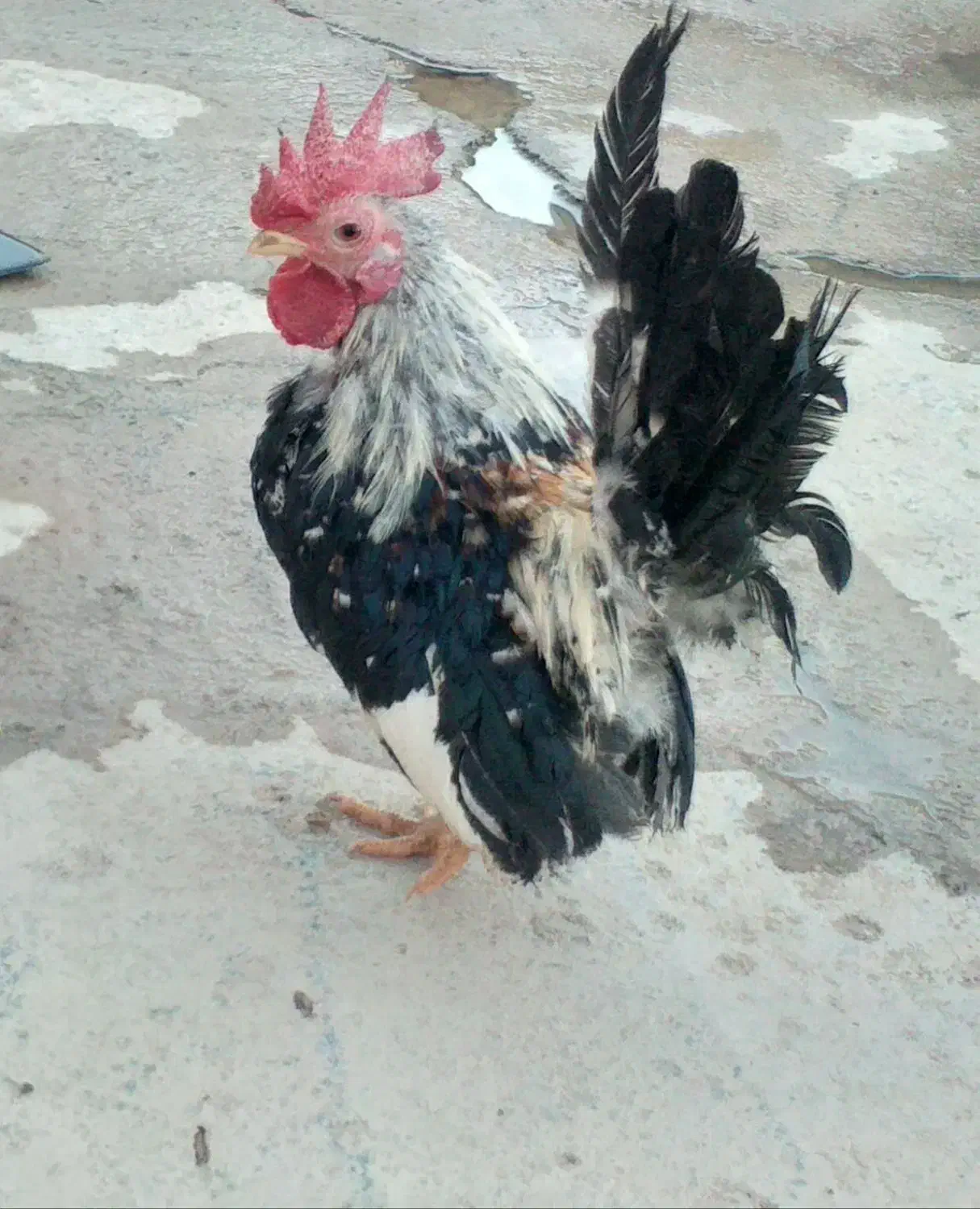 فروشی|حیوانات مزرعه|کشاورز, |دیوار