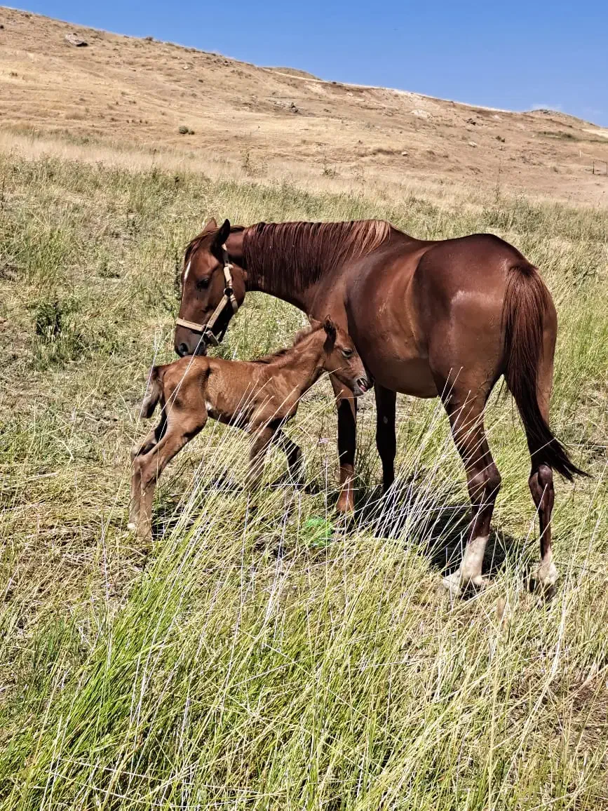 فروش سه راس نوزین با کره 6ماه ی مادیون|اسب و تجهیزات اسبسواری|الیگودرز, |دیوار