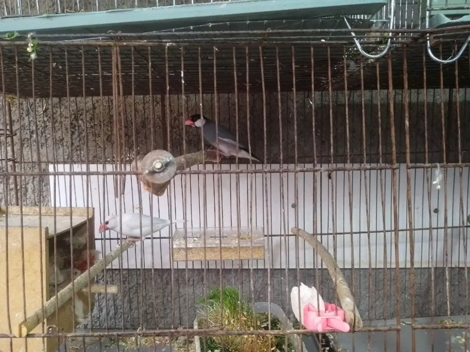 سلام یه جفت فنچ نرگسی پیشوا|پرنده|پیشوا, |دیوار