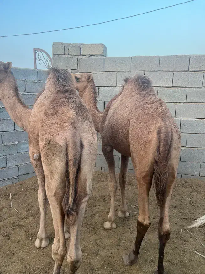 شتر نر|حیوانات مزرعه|بندرعباس, |دیوار