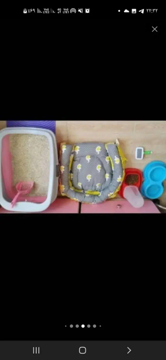 گربه پرشین بیرتیش|گربه|ایواوغلی, |دیوار